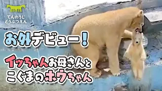 【天王寺動物園】ついにお外デビュー！イッちゃんとホウちゃん [Tennouji Zoo]  Icchan and her baby on their debut outing!
