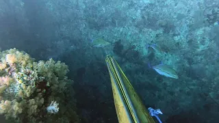 Catch Green Job Fish, Barracuda And Trevally-Spearfishing Ikan Barakuda, Kurisi Hijau Dan Bobara