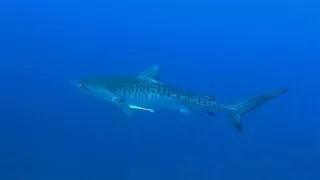 Shark Diving in Mozambique - 4K
