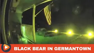 Bear Captured on Germantown Ring Camera