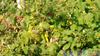 В Польше   Собираем летнюю малину - In Poland Putting summer raspberries
