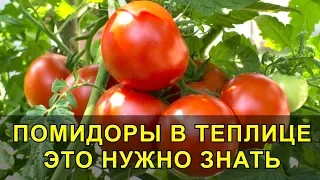 Помидоры в Теплице это Нужно Знать  для Отличного Урожая