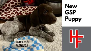 New GSP Puppy!