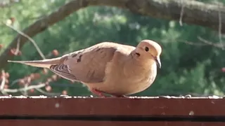 Annoying a dove