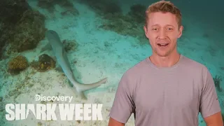 The Wild World of Baby Sharks | Shark Week's The Daily Bite