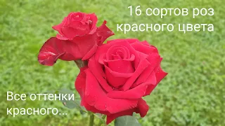 Красные розы розы в саду: 16 сортов роз красного цвета, сезон 2021
