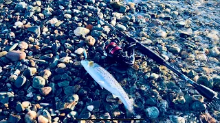 Sea Trout Feeding Frenzy | West of Scotland