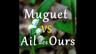 Bien identifier le muguet | Eviter les confusion avec l'Ail des ours