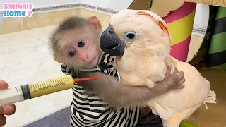 Smart BiBi helps dad feed baby parrots