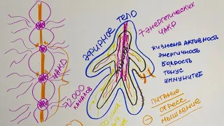 Эфирное тело, энергетические каналы и чакры