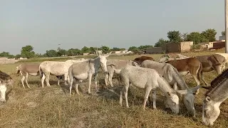 Donkeys Groups Eating Grass In Village Life || Top Animals 2023||Entertainment Video