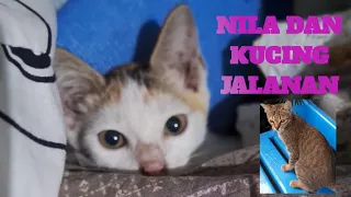 NILA DAN KUCING JALANAN || ANAK LABU