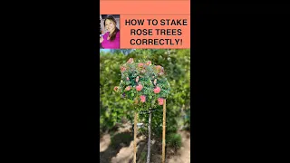 Rose Tree: How to Support a Rose Tree Correctly! Shirley Bovshow (#shorts)