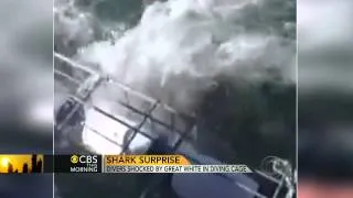 Sharks surprise divers inside steel cage