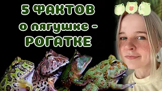 5 фактов о ЛЯГУШКАХ - РОГАТКАХ