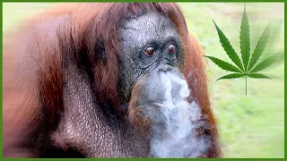 Do Animals Really Get High?