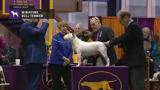 Miniature Bull Terriers | Breed Judging 2019