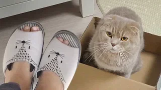 Iz the cat is afraid of Slippers [SURI&NOEL]