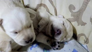 Малыши спят. Щенки Лабрадора. Babies are asleep. Puppies Labrador.