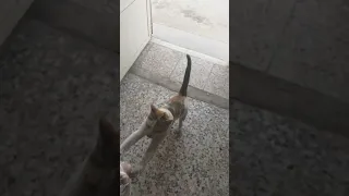 Very hungry Kitten does not want to share food 😱 ( part 1) #shorts