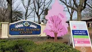Cherry Blossom Branch Brook Park - Walking Branch Brook Park - Newark, NJ