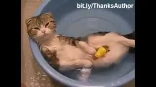 Cats In Water Compilation   Funny Videos at Videobash