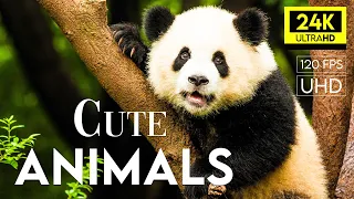 Cute Baby Animals 🐻 Relaxing Music, Relieve Stress And Beautiful Wildlife Videos