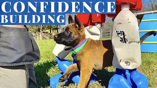 BUILDING A CONFIDENT PUPPY! BELGIAN MALINOIS 10 WEEKS OLD! // Andy Krueger