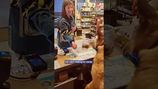 Dog Shopkeeper Serves Over 200 Customers A Day! 🐾