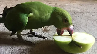 angry green parrot eating apple