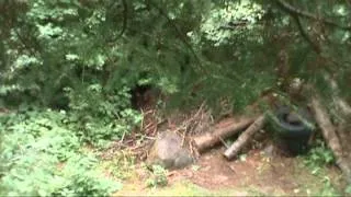 Bowhunting Canadian Black Bear with A-1 Archery