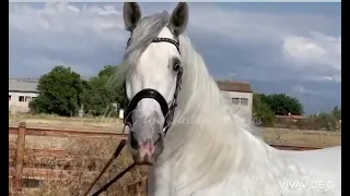 Andalusian Horse (PRE) Big Stallion - 4YO- 1.72cm