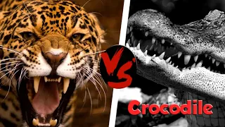 Giraffe Kicks tiger strongly, lion vs crocodile vs snake...