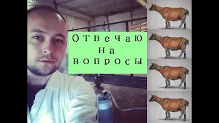 Кормление, запуск и многое другое о козах///Ответы на комментарии № 6