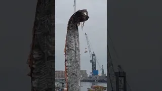 Spectacular Footage Shows Crane Reeling 16-Foot-Long Oar Fish in Chilean Port