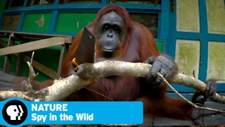 SPY IN THE WILD on NATURE | Episode 2 Preview: Intelligence | PBS