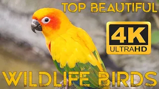 4K Color Amazing African Birds, African Wildlife Video and Beautiful Birds Sounds ,Wild life ma