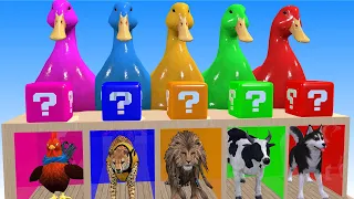 5 Giant Duck Cartoon  Cow,Tiger,Elephant,Dinosaur,Lion, Wild Animals Choose The Right Mystery Door !