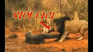 Ep.100 사자 물소 사냥!!, 사자 악어 사냥!! 그러나 죽을수도 있다!! Lion buffalo hunt! Lion alligator hunt! Crocodile