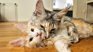 Mom Cat Teaches Her Kittens a Lesson