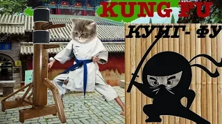 Funny Cats #19.Смешные Коты 2019, Кошки 2019. Kung Fu. Кунг-Фу. lol.