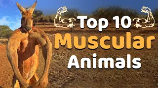 Top 10 Most Muscular Animals Caught on Camera