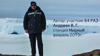 Из жизни пингвинов Адели. / Антарктида / Мирный / 02 2019