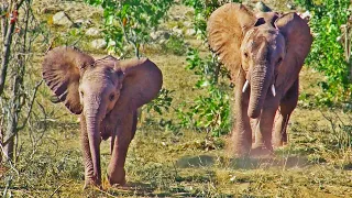 Baby Elephant Charges and Puts on a Show