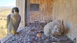 Amazing peregrine falcon and their beautiful chicks