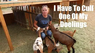 DRYING UP THE MILKERS, BAD NEWS & THE DOELINGS JOIN THE HERD