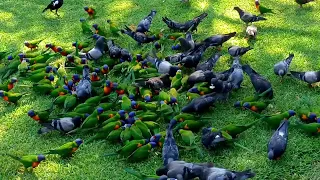 Come to my backyard Rainbow Lorikeets parrot to eat food.06.12.2023