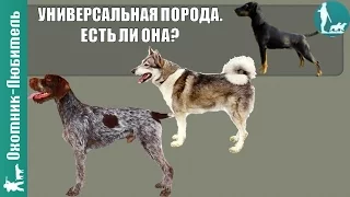 УНИВЕРСАЛЬНАЯ охотничья собака! Есть ли она? Охотник-Любитель