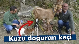 Keçi Kuzu Doğurdu