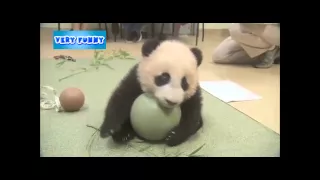Панда жадина  Милая панда  Приколы с животными